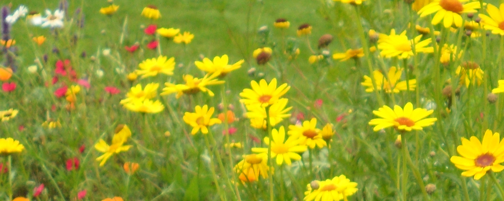 caravan touring park in cornwall