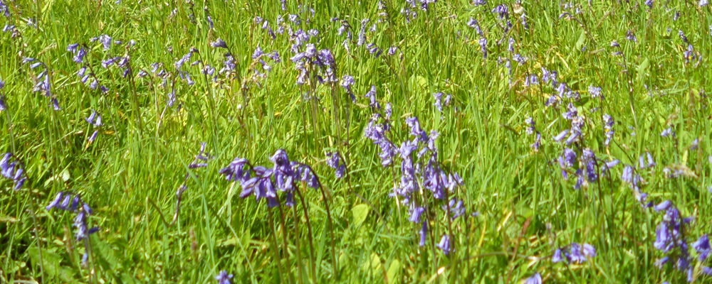 caravan touring park in cornwall